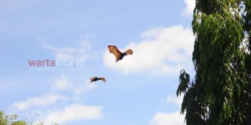 Wisata Kelelawar di Soppeng - Utama