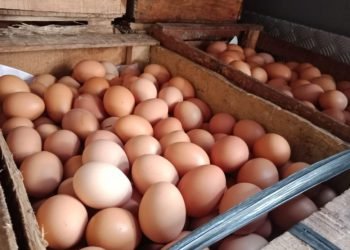 Harga Ayam Dan Telur Terus Meroket di Palopo