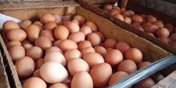Harga Ayam Dan Telur Terus Meroket di Palopo