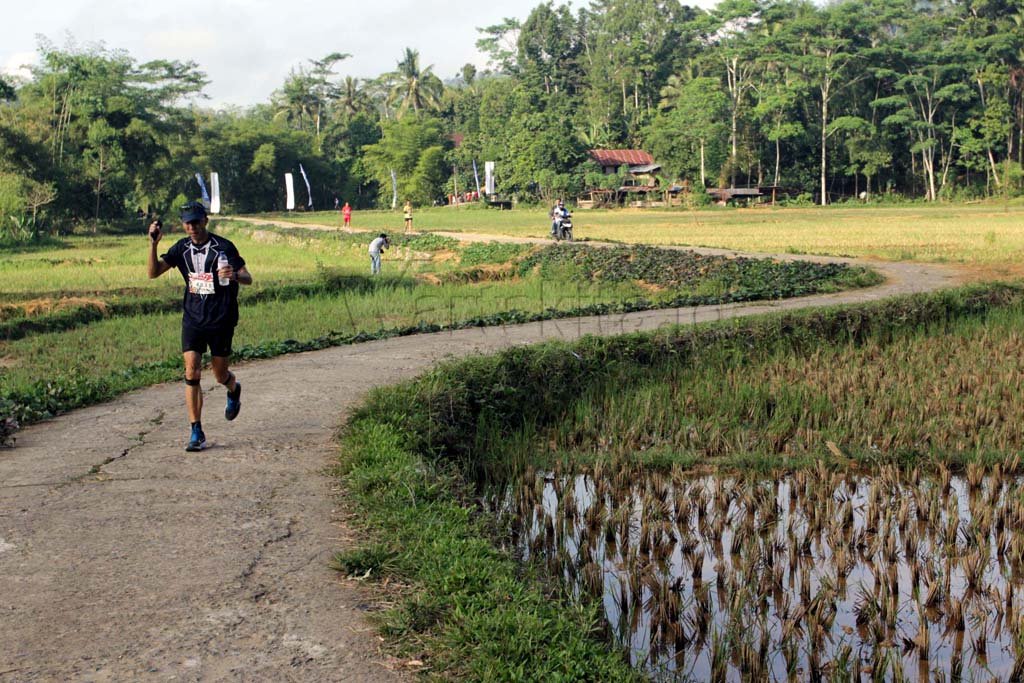 Peserta lomba lari Toraja Marathon berlari melintasi jalur Toraja Marathon di Kabupaten Toraja, Sulawesi Selatan, Sabtu 13 Agustus 2016. Perhelatan  Toraja Marathon pertama kali digelar dengan jarak tempu 5K, 10K, Half Marathon 23K dan Full Marathon 42K melalui kota dan desa-desa Toraja kuno.