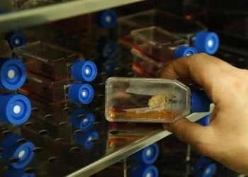 kembangkan-stem-cell-dan-cangkang-kapsul-rumput-laut-unair-dipuji-menristek