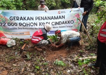 Program Penanaman 20.000 Bibit Kopi Pertamina Berdayakan Petani Kopi Dusun Cindakko Maros