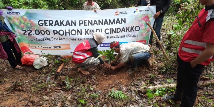 Program Penanaman 20.000 Bibit Kopi Pertamina Berdayakan Petani Kopi Dusun Cindakko Maros