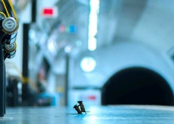 tikus-berantem-jadi-foto-terbaik-kalahkan-48-000-jepretan-lainnya-1