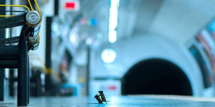 Tikus Bertinju Jadi Foto Terbaik, Kalahkan 48.000 Foto Lainnya