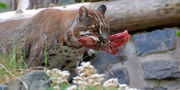 Kucing Emas, Hewan Langka Terjerat Perangkap Babi - Utama