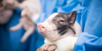 Transplantasi Organ Babi ke Manusia Mendekati Kenyataan - Utama