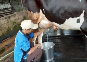 Agustus 2021, Program Sapi Perah Mulai Jalan di Gowa