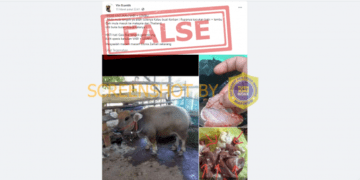 #CekFakta “Spesies hasil kawin babi dan lembu”