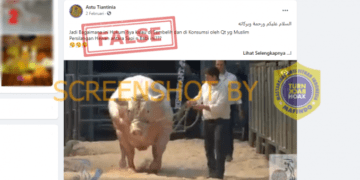 #CekFakta Video “Persilangan Hewan antara Sapi n Babi”