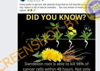 #CekFakta Ekstrak Akar Dandelion Dapat Membunuh 98% Sel Kanker Dalam 48 Jam