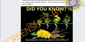 #CekFakta Ekstrak Akar Dandelion Dapat Membunuh 98% Sel Kanker Dalam 48 Jam