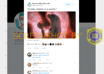 #CekFakta Foto Bayi Lumba-lumba di dalam Rahim