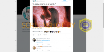#CekFakta Foto Bayi Lumba-lumba di dalam Rahim