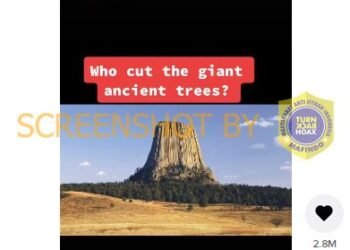 #CekFakta Video TikTok “Who cut the giant ancient trees?”