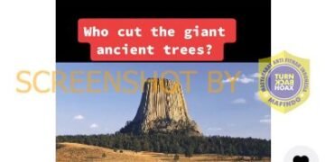 #CekFakta Video TikTok “Who cut the giant ancient trees?”