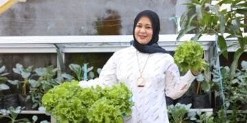 Kunjungi Longwis Bara-Baraya, Fatma Panen Selada - Utama