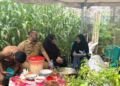 Kebun Di Tengah Kota, Camat Panakkukang Bersama Putri Wali Kota Makassar Panen Jagung