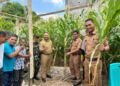 Pemerintah Kecamatan Panakkukang Nikmati Hasil Panen Kebun Jagung Longwis Kelurahan Masale