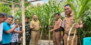 Pemerintah Kecamatan Panakkukang Nikmati Hasil Panen Kebun Jagung Longwis Kelurahan Masale - Utama
