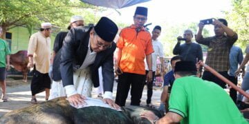 Danny Pomanto Saksikan Pemotongan Hewan Kurban dan Gelar Open House - Utama