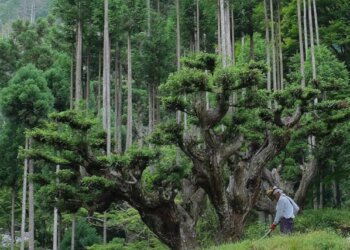 Menyelamatkan Hutan dengan Teknik Daisugi