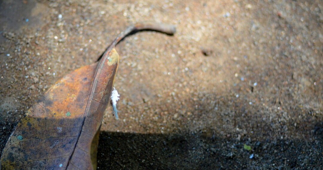 BMKG Prakirakan Kekeringan Masih Berlangsung Sampai Oktober