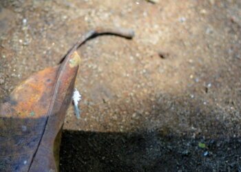 BMKG Prakirakan Kekeringan Masih Berlangsung Sampai Oktober