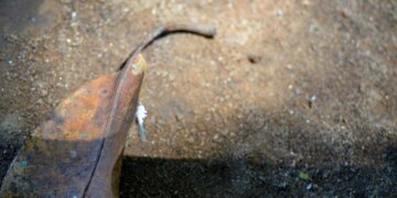 BMKG Prakirakan Kekeringan Masih Berlangsung Sampai Oktober - Utama