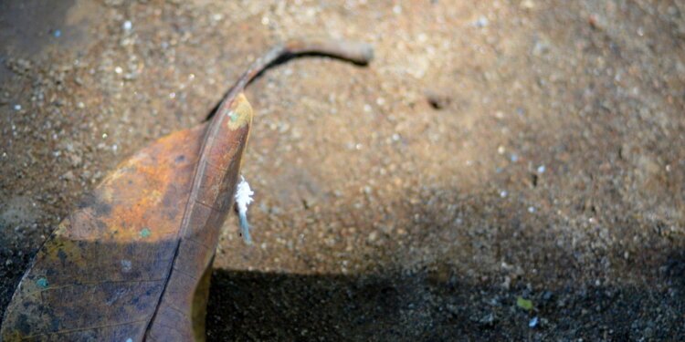 BMKG Prakirakan Kekeringan Masih Berlangsung Sampai Oktober - Featured