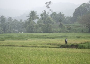 Kekeringan, 2000 Hektare Sawah Di Kabupaten Sidrap Terancam Gagal Panen