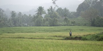 Kekeringan, 2000 Hektare Sawah Di Kabupaten Sidrap Terancam Gagal Panen - Utama
