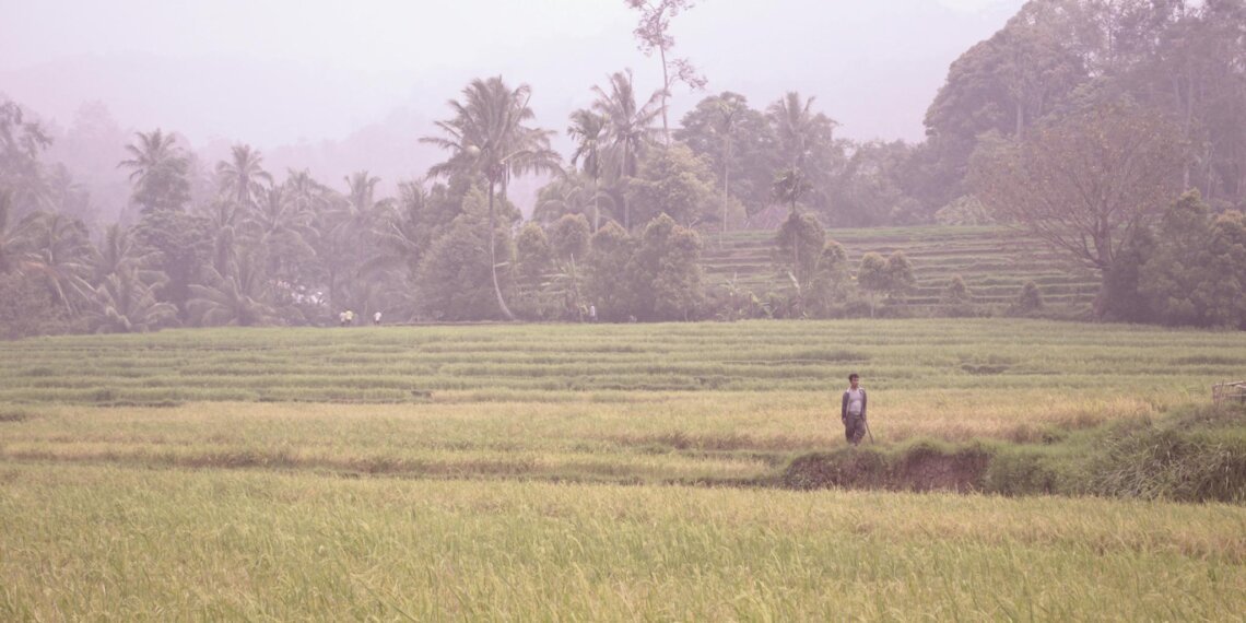 sawah-hijau-tender