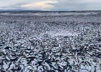 Viral: Ribuan Ton Ikan Sarden Mati dan Terdampar di Pantai Hakodate Jepang