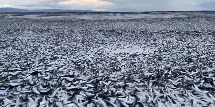 Viral: Ribuan Ton Ikan Sarden Mati dan Terdampar di Pantai Hakodate Jepang - Featured