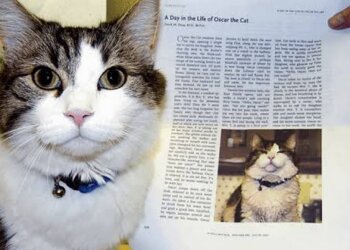 Fenomena Kucing Terapi, Oscar yang Bisa Merasakan Kematian