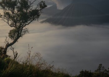 a lone tree on top of a hill
