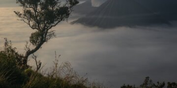 a lone tree on top of a hill