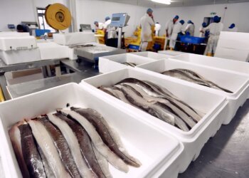 KPPMI: Potensi Ekonomis Perikanan Belum dimaksimalkan Pemuda Pesisir