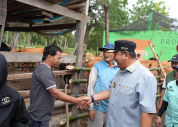 Program Inseminasi Buatan Harapan Baru Peternak Sapi Bulukumba Tingkatkan Produksi