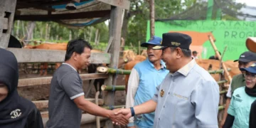 Program Inseminasi Buatan Harapan Baru Peternak Sapi Bulukumba Tingkatkan Produksi