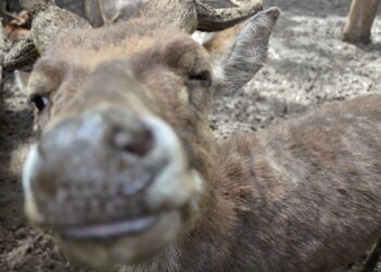 Penjualan Kambing Kurban di Bantul Melonjak Berkat Strategi Pemasaran Inovatif