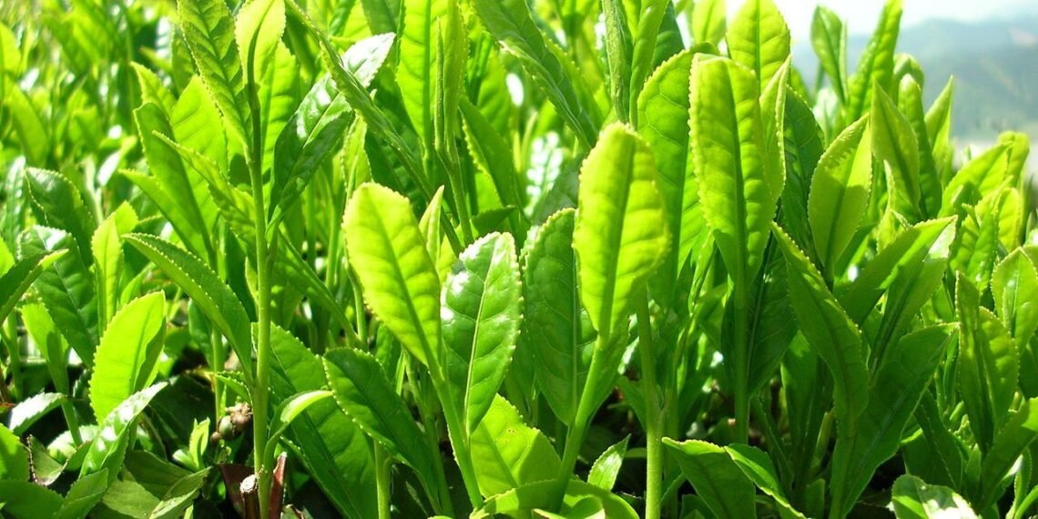 3 Herbal Ini Bermanfaat Menjaga Kesehatan Jantung