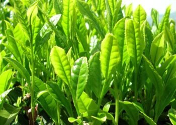 3 Herbal Ini Bermanfaat Menjaga Kesehatan Jantung