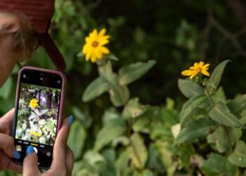 Foto Keren dengan Ponsel: Trik Jadi Fotografer Andal!