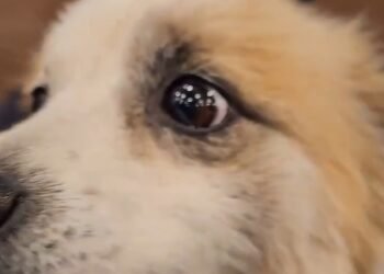 Pudding Jeju Air Victims Dogs2025 01 09 043420 Large