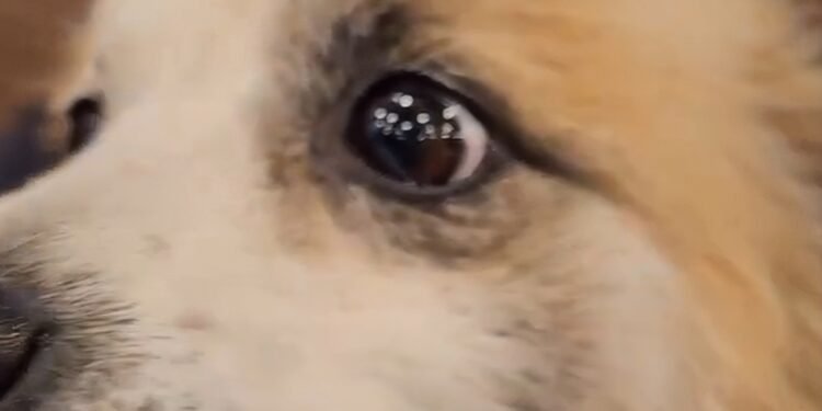 Pudding Jeju Air Victims Dogs2025 01 09 043420 Large