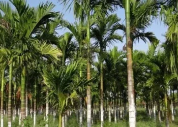 Wartakita Pohon Aren