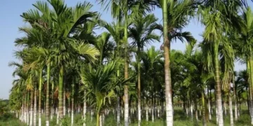 Wartakita Pohon Aren