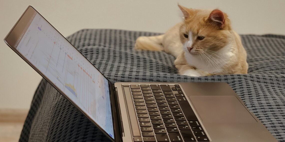 orange-and-white-cat-on-macbook-pro.jpg